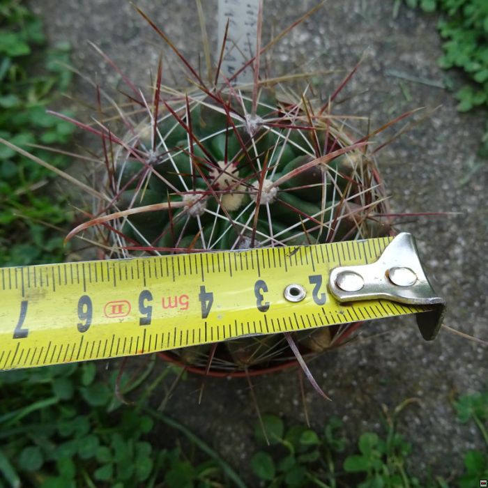 Ferocactus hamatacanthus dawisii x maracanthus 40-velikost.jpg